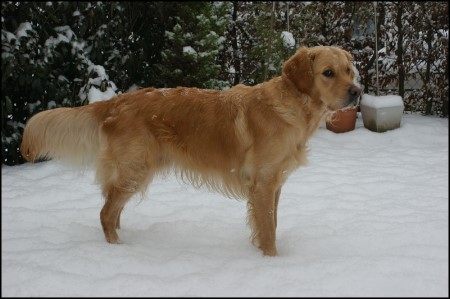 Golden Retriever Rde The heart of golden dreams Charly